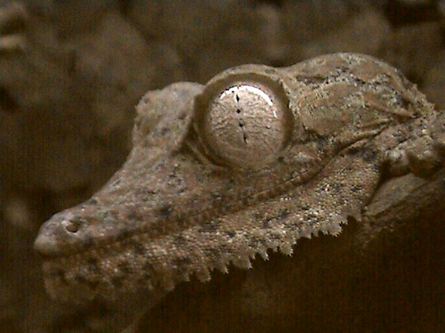 Dragons Face
