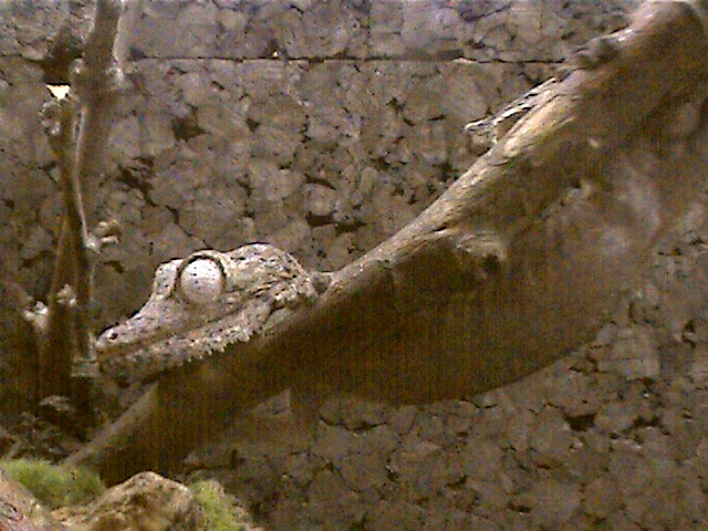 Hanging out
