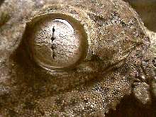 eye of the gecko