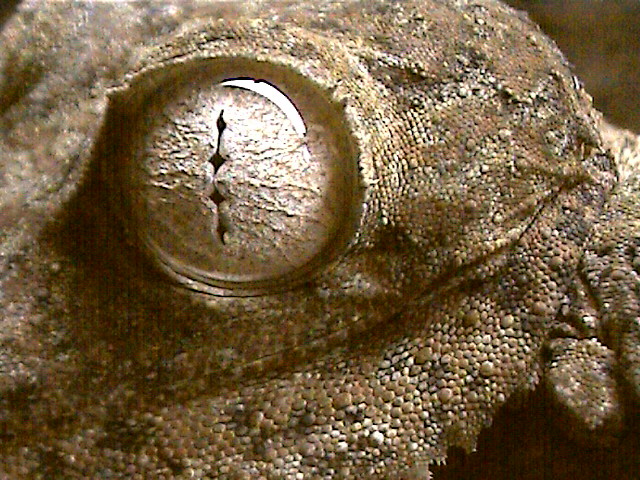eye of the gecko
