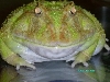 Big MaMa