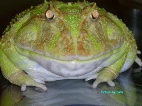 Big MaMa