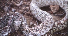 Sonoran Bull Intergrade