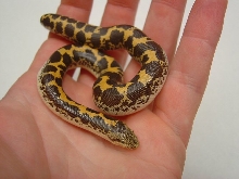 Kenyan Sand Boa