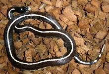 Striped California Kingsnake