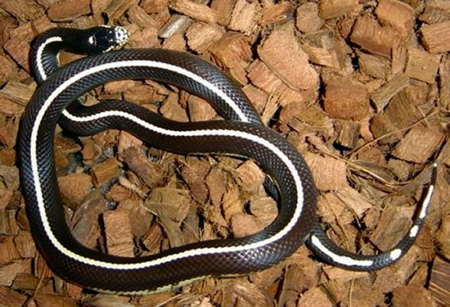Striped California Kingsnake