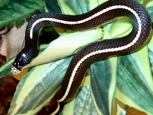Striped California Kingsnake