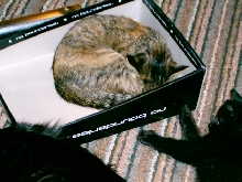 tunsesbox