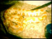new albino retic x burm