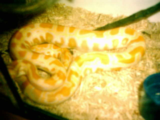 new albino retic x burm