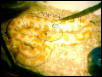 new albino retic x burm