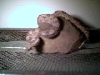 Suri my Col.XSuri  Boa when she was little