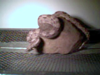 Suri my Col.XSuri  Boa when she was little