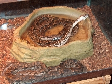 dumerils boas