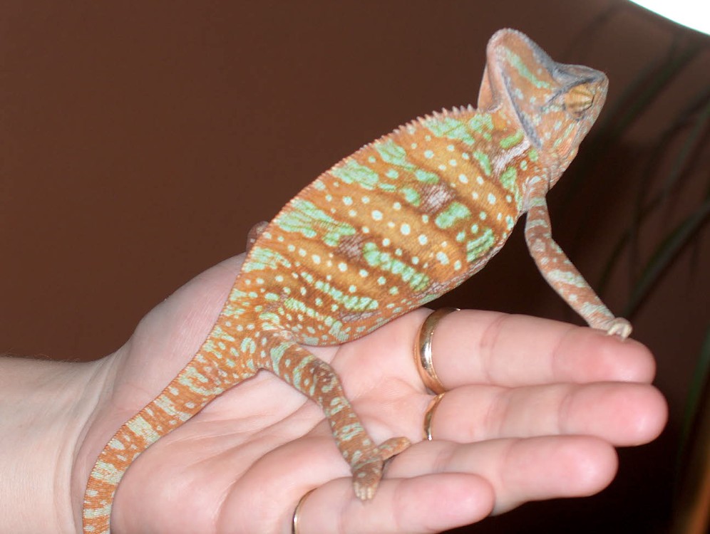 Karl.... 6 months old