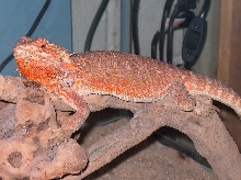 In Deep Shed