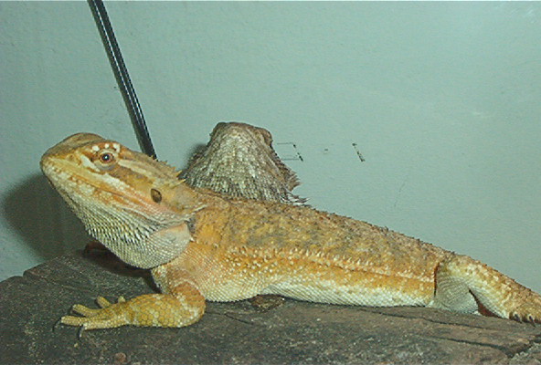 Bud