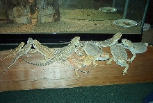 Dragons on a post
