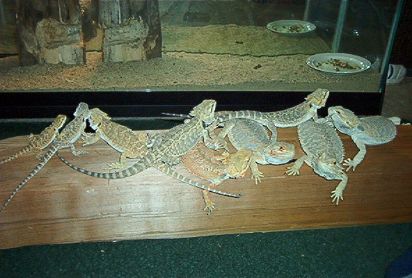Dragons on a post
