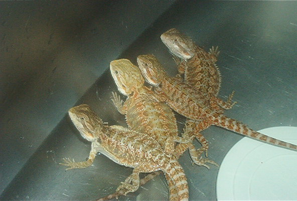 Zilla Gold Froggy x Red Flame Sandfire