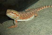 Cherry, The Chris Allen Red x Orange