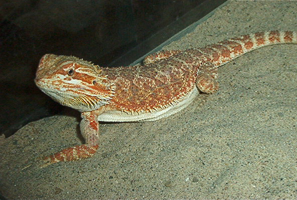 Cherry, The Chris Allen Red x Orange