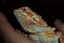 Allen, another Red x Orange