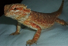Jewel lookin very RED