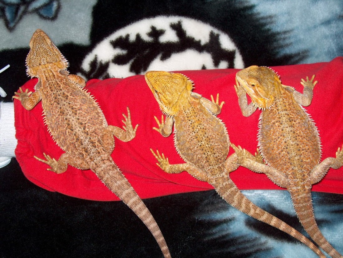 The Zilla's