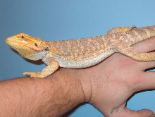 Gunther the Zilla
