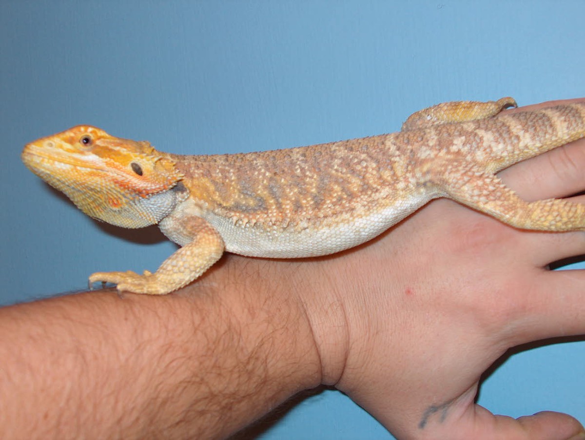 Gunther the Zilla