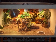 New Cage