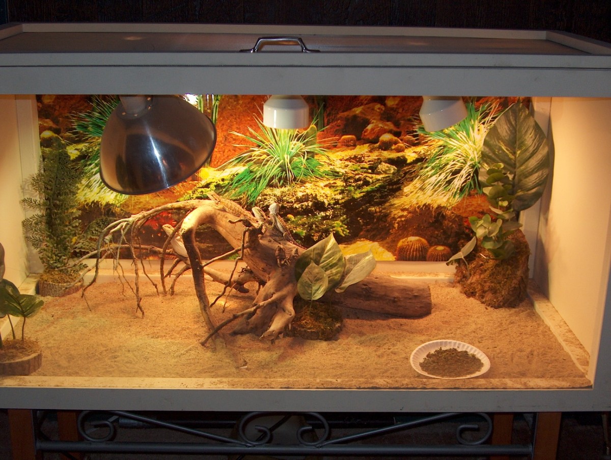 New Cage