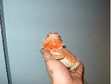 Flaming Hypo-Red x Super Orange Flaming Tiger