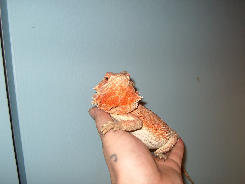 Flaming Hypo-Red x Super Orange Flaming Tiger
