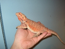 "Awesome" Allen the Red x Orange