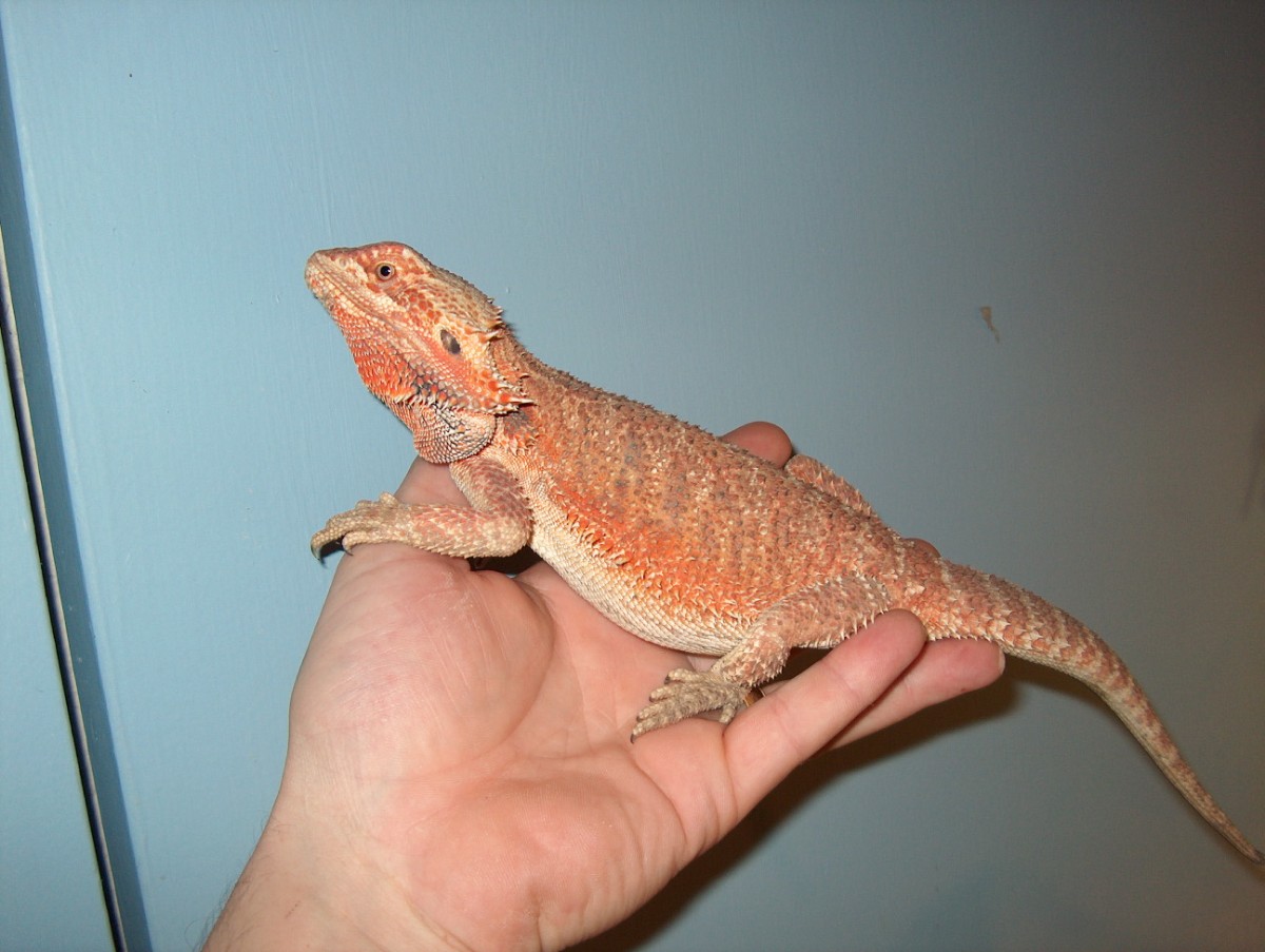 "Awesome" Allen the Red x Orange
