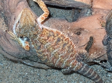 Hypo Orange German Giant x Orange Pastel