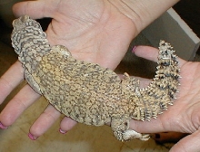 male mali uro