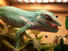 cuban knight anole