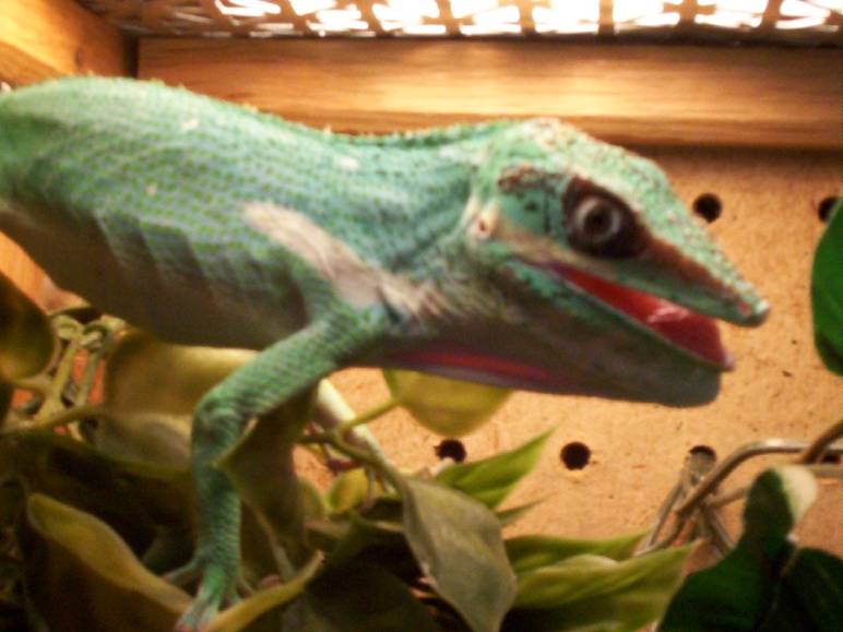 cuban knight anole