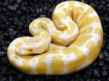 Albino Ball
