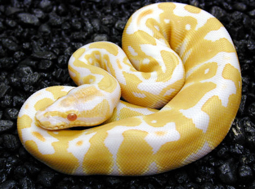 Albino Ball