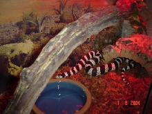 Kalli (photo 2)