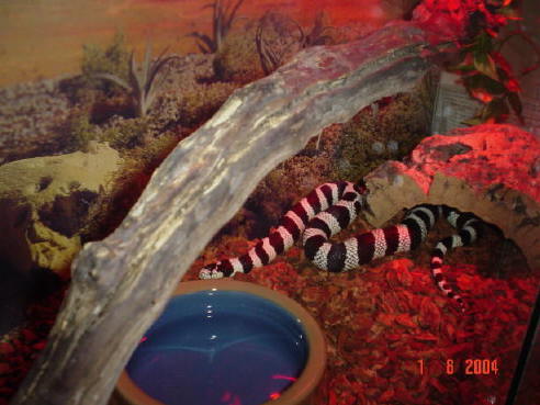 Kalli (photo 2)