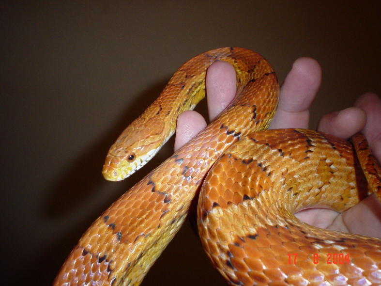 Normal Phase Cornsnake