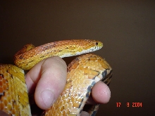 Ozzy pic 2