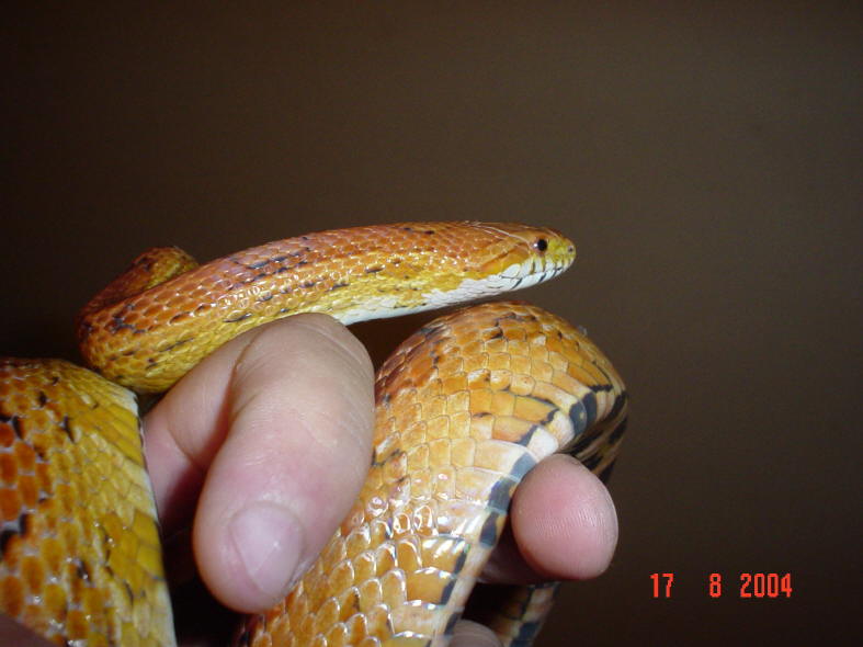 Ozzy pic 2