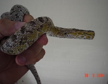 Anerythristic Corn snake