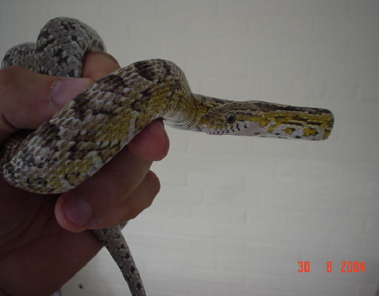 Anerythristic Corn snake